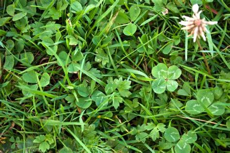 what are the odds of finding a 4 leaf clover|How to Find a Four.